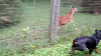 Dog and Deer Playfully Chase Each Other 