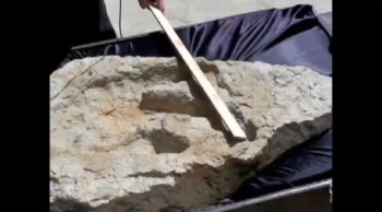 #427 The Delk Track and Other Famous Creation Artifacts