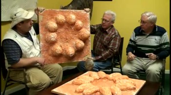 #421 Dinosaur Eggs Buried in Noah's Flood