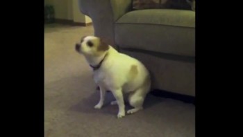 Hilarious Dog Dances to tobyMac! 