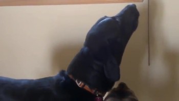 Adorable Dog Sings Along With His Favorite Adele Song! 