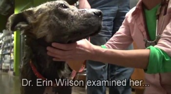 Homeless Dog Dying of Bacterial Infections Gets Rescued by a Guardian Angel  