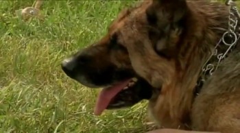 Loyal Dog Mourns His Slain Officer Companion at Graveside 