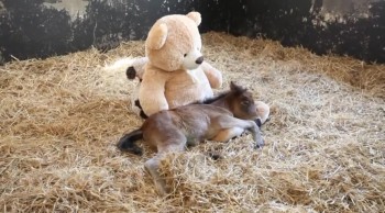 Orphaned Pony Gets Comfort From an Unlikely Place 