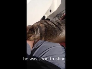 Baby Sea Lion Suddenly Boards Boat and Snuggles with Humans! 