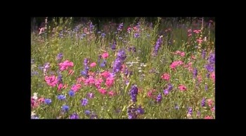 Highway Wildflowers-Amazing Grace (Arr. by Jessica Comeau) Pensacola Mountain Dulcimer Wildflowers 