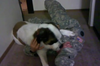 Giant St. Bernard Dog Greets Her Soldier After 1 Year in Iraq 
