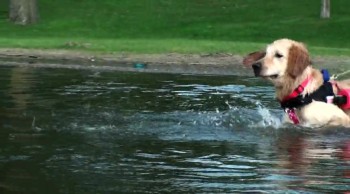 Disabled Golden Retriever SWIMS with Wheelchair 