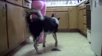 Dog Knows Amazing Tricks You've Never Seen Before! 