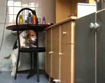 Clever Dog Does Something Genius to Steal Food :) 