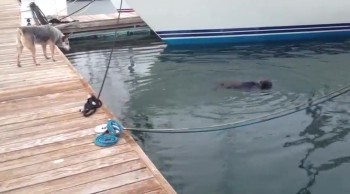 Cutest Game of Hide and Seek With Sea Otter and Dog 