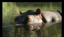Hippos are notorious for being one of the fiercest animals in the jungle...but not this special hippo!  As God's fate would have it, this hippo at 1 day-old washed up on shore of her guardian angels. 7 years later they are still best friends! ♥