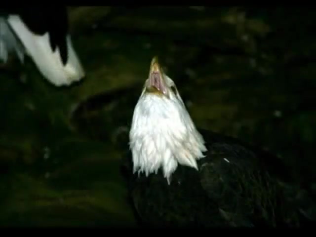 Bald Eagles in WA State - Inspirational Videos