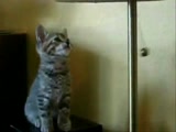 Kitten fascination with a lamp toggle.
