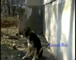 Don't hold your breathe when you see these pups in danger, because unbeknown to them they have human rescuers on the way. These heart stopping dog rescues will surely cause you to let out a sigh of relief. 