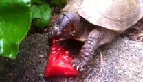 Watermelon is everyone's summertime favorite and these animals are no exception. Enjoy this video as they demolish this red fruity goodness! 