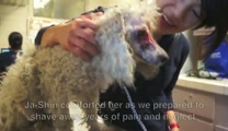 Please donate to Bill Foundation and help us continue saving precious lives in need.<br />https://www.billfoundation.org<br />Join us on Facebook for more rescue stories!<br />Video by Annie Hart & Ja-Shin Tsang<br />Special thanks to: Dr. Lisa Youn for fostering Carly and Jennifer Krause, Elaine Seamens & United Hope For Animals for helping us find Carly