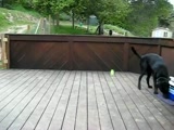 A black lab probably thinks he's in heaven when it starts raining tennis balls!