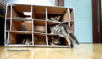 You won't believe the cuteness level of this video as these energetic little kittens explore their cardboard castle.