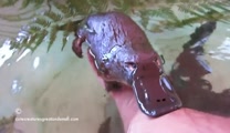 This beautiful platypus just loves playing in the water. My heart was overwhelmed with cuteness when she ate out of this human’s hand. Aren’t God’s creatures amazing?