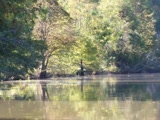 Mr. Brown went kayaking on the Amite River and took these photos!