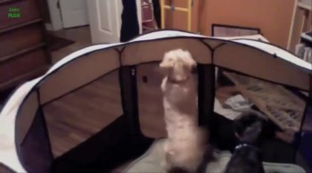 No One Can Keep These James Bond Doggies Caged! Just Watch :)