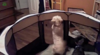 No One Can Keep These James Bond Doggies Caged! Just Watch :) 