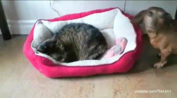 Cats Stealing Dogs' Beds 