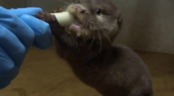 This Baby Otter's Feeding Ritual Will Melt Your Heart to Pieces 