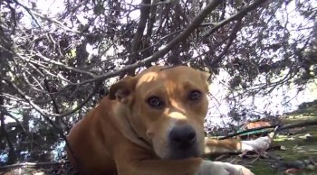 Amazing People Save a Lonely, Abandoned Pitbull Living on a Beach 