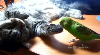 Pet Bird Wants to Play with Sleepy Kitty 