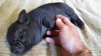 Micro-pig Gets a Tummy Rub 