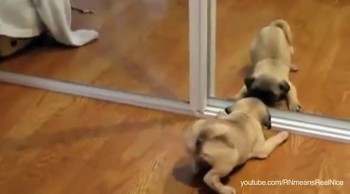 Puppies and Kittens Discover their Reflections -- So Cute! 