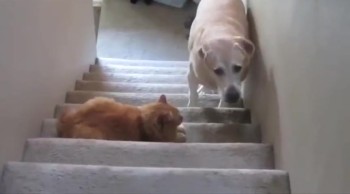 Silly Doggies are Stopped in their Tracks. . . by Cats! 