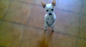 This Little Dog is SO Full of Joy He Just Has to Dance! 