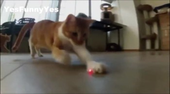 Hilarious Cats Chase Laser Pointers 