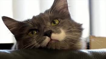 Fall in Love With These Famous Kitties All Over Again in This Christmas Video :) 