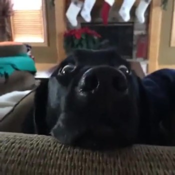 Dog Has the Funniest Reaction to a Word 