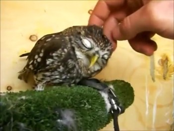 Baby Owl LOVES to be Petted--You'll Want to Reach Right Thru Your Computer Screen and Touch It! 