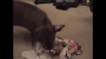 Dogs Open Christmas Presents--So Funny!