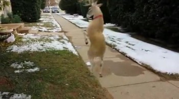 Rudolph Can Boogie!  You've Got to See this Dancing Deer! 