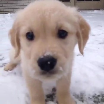 Puppy Plays in the Snow for the First Time. . .So Cute It'll Melt Your Heart! 