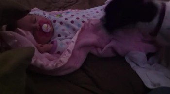 Sweet Dog Gently Covers Baby with Blanket 