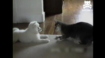 Cute Cat Teaches A New Dog Old Tricks! So Cute!