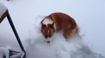 Cute Dog Belly Flops in the Snow 