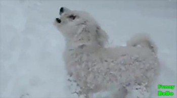 It's Hard Not to Laugh When You See What these Doggies Do In the Snow