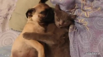 Sweet Dog Snores in Kitty's Arms 