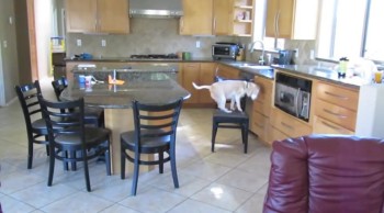 A Sneaky Beagle Finds a Way to Steal His Humans' Food. Unbelievable! 