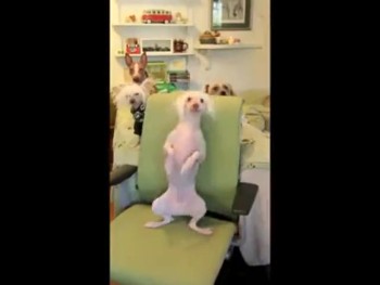 Cute Doggie Dances the Back Scratch Boogie! 