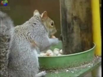 007 Squirrel Pulls Off an Impressive Nut Heist - LOL 